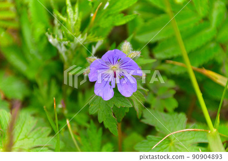 Chishima Fuuro 90904893