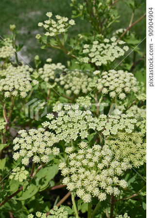 Perennial plant of Button Siler (Umbelliferae) Perennial plant of Button Siler (Umbelliferae) 90904904