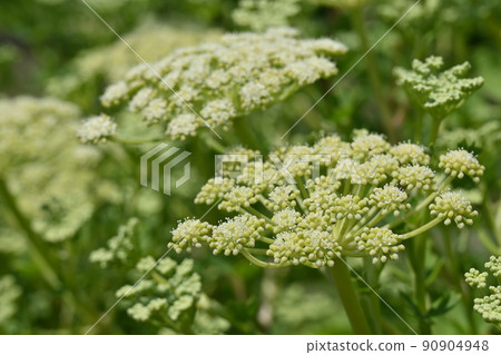 Perennial plant of Button Siler (Umbelliferae) Perennial plant of Button Siler (Umbelliferae) 90904948