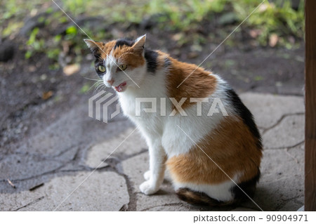 Calico in the park 90904971