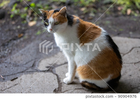 Calico in the park 90904976