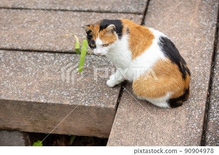 Calico in the park 90904978