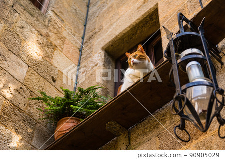 A cat in Rhodes, Rhodes, Greece 90905029