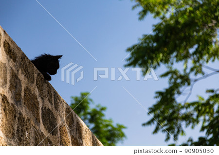 A cat in Rhodes, Rhodes, Greece 90905030