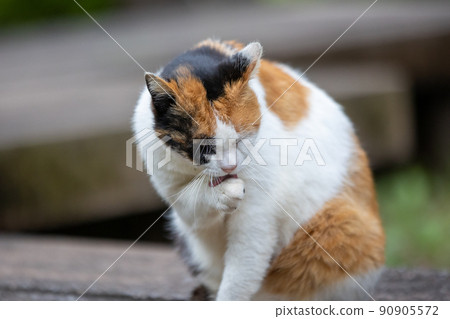 Tribal cat washing face 90905572