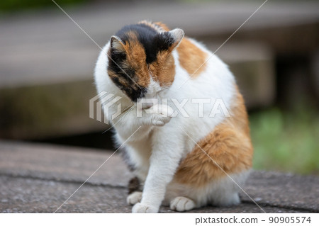Tribal cat washing face Tribal cat washing face 90905574