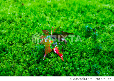 Moss and red-green autumn leaves Moss and red-green autumn leaves 90906056