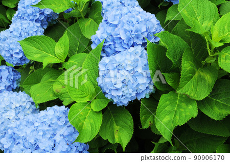 Blue hydrangea flower Blue hydrangea flower 90906170