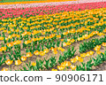Colored tulip field 90906171