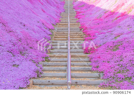 Moss phlox and stairs Moss phlox and stairs 90906174