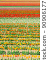 Tulip gradation 90906177