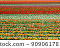 Tulip gradation 90906178