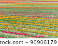 Tulip gradation 90906179