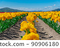 Yellow tulip 90906180