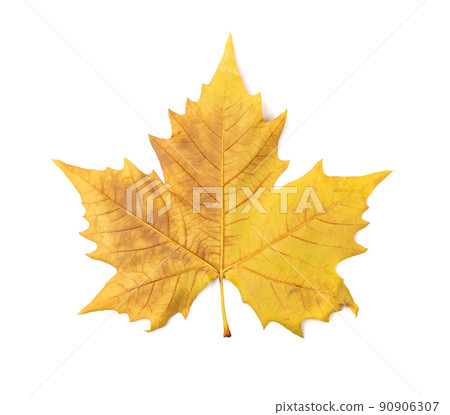 Sycamore Autumn Leaf Isolated Sycamore Autumn Leaf Isolated 90906307