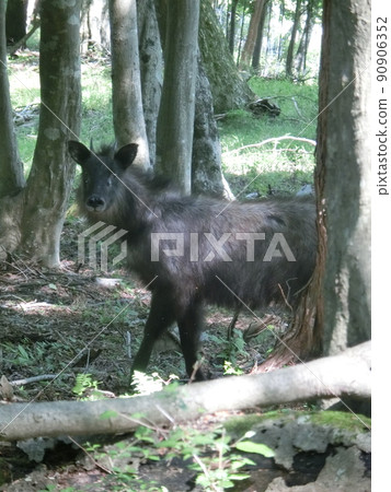 Japanese serow, Kunugiyama-on the way to the observatory (Omote-Tanzawa Prefectural Forest, Hadano City, Kanagawa Prefecture) Japanese serow, Kunugiyama-on the way to the observatory (Omote-Tanzawa Prefectural Forest, Hadano City, Kanagawa Prefecture) 90906352