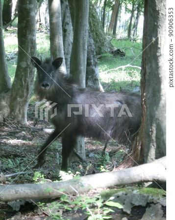Japanese serow, Kunugiyama-on the way to the observatory (Omote-Tanzawa Prefectural Forest, Hadano City, Kanagawa Prefecture) 90906353