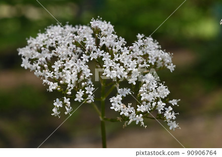 Valeriana (honeysuckle family) perennial 90906764