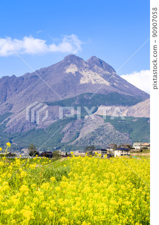 Yufuin Yufudake and rape blossoms Yufuin Yufudake and rape blossoms 90907058