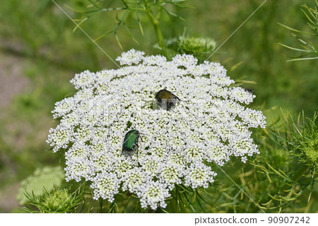Ammi (Umbelliferae) biennial grass and canabun 90907242