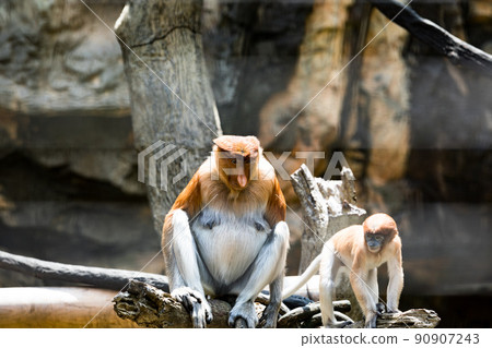 神奈川縣橫濱市橫濱動物園 Zurasia Proboscis Monkey 神奈川縣橫濱市橫濱動物園 Zurasia Proboscis Monkey 90907243