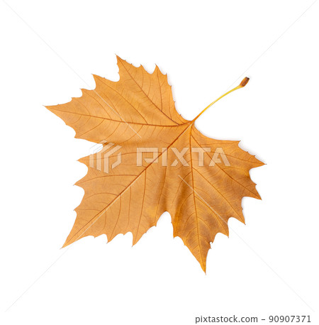 Sycamore Autumn Leaf Isolated 90907371