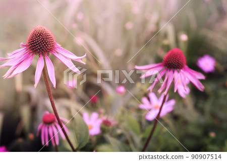 Echinacea purpurea 90907514
