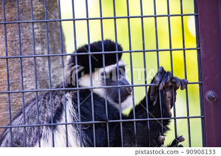 神奈川縣橫濱市橫濱動物園 Zurasia Avinicia Colobines 神奈川縣橫濱市橫濱動物園 Zurasia Avinicia Colobines 90908133