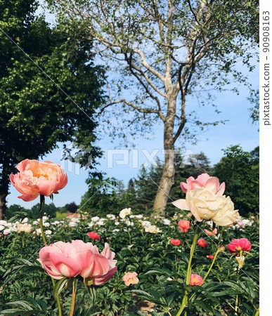 Beautiful peony flowers in bloom in the garden. Beautiful peony flowers in bloom in the garden. 90908163