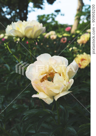 Beautiful pastel yellow peony flowers in full bloom in the garden. Beautiful pastel yellow peony flowers in full bloom in the garden. 90908200