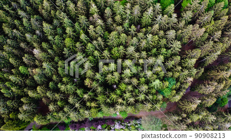 Aerial view of green coniferous forest in the mountains. Aerial view of green coniferous forest in the mountains. 90908213
