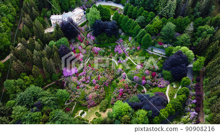 Aerial view of colorful blooming rhododendron shrubs among the trees. 90908216