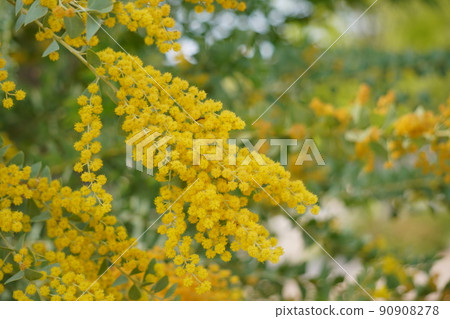 Vivid mimosa 90908278