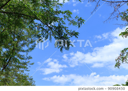 Blue sky and trees Blue sky and trees 90908430