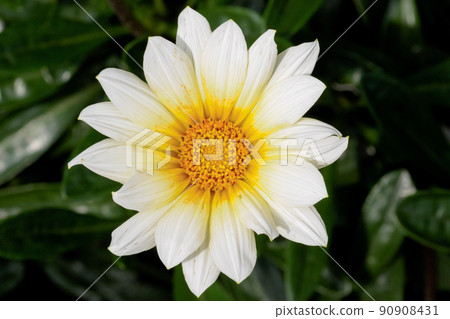 One flower One flower 90908431