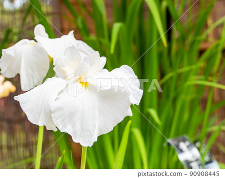 Refreshing early summer scenery: Colorful and gorgeous irises in full bloom Refreshing early summer scenery: Colorful and gorgeous irises in full bloom 90908445