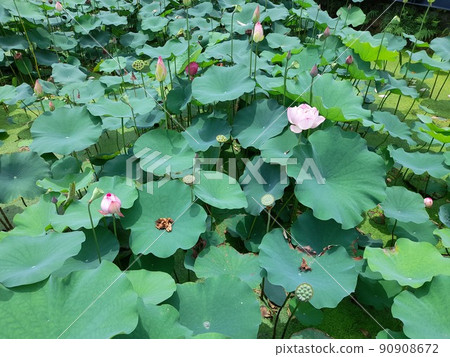 蓮荷 90908672