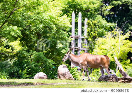 神奈川縣橫濱市橫濱動物園 Zurasia Eland 神奈川縣橫濱市橫濱動物園 Zurasia Eland 90908678