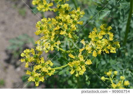 芸香科(芸香科)常綠小灌木 芸香科(芸香科)常綠小灌木 90908754