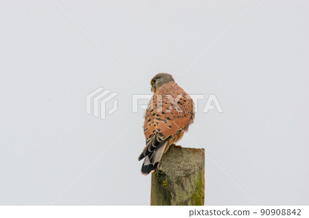 a male kestrel sits on a lookout and looks for prey 90908842
