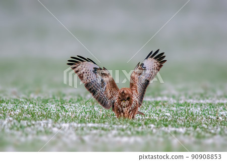 a Buzzard sits on a snowy winter field a Buzzard sits on a snowy winter field 90908853