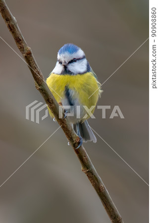a blue tit sits on a branch a blue tit sits on a branch 90908860