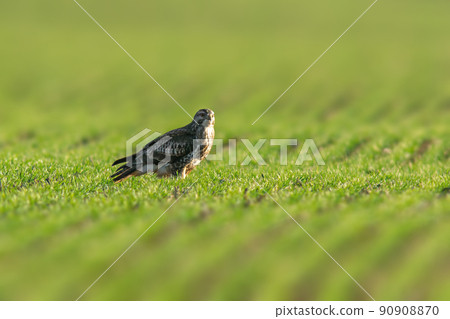 a Buzzard sits on a green field in spring a Buzzard sits on a green field in spring 90908870