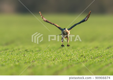 a buzzard flies over a green field a buzzard flies over a green field 90908874