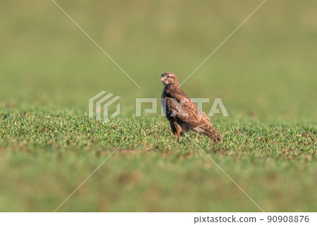 a Buzzard sits on a green field in spring a Buzzard sits on a green field in spring 90908876