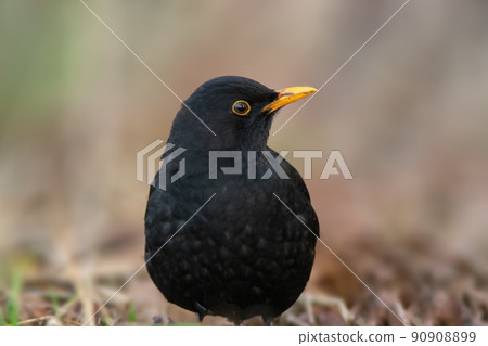 a portrait of a male blackbird a portrait of a male blackbird 90908899