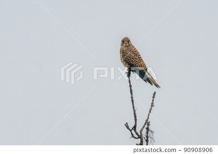a female kestrel sits on a lookout and looks for prey a female kestrel sits on a lookout and looks for prey 90908906