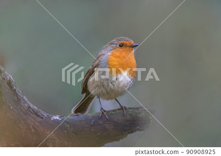 a robin sits on a branch a robin sits on a branch 90908925