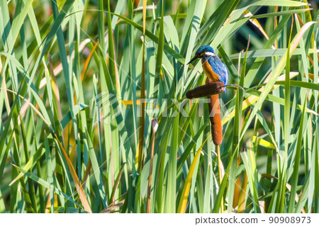 kingfisher sits on a branch and looks for prey 90908973