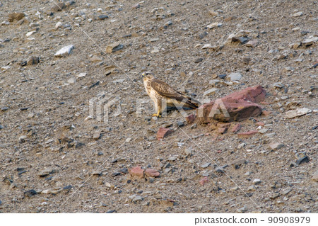 a buzzard sits on a mountain and looks for prey a buzzard sits on a mountain and looks for prey 90908979